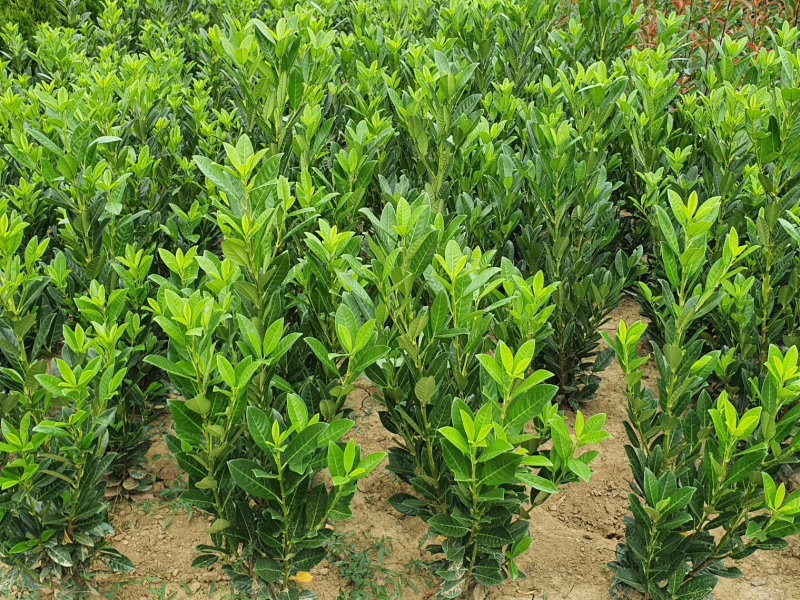 Babérmeggy, holland nemesítés