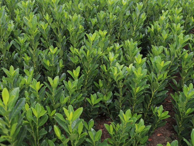 Babérmeggy, holland nemesítés