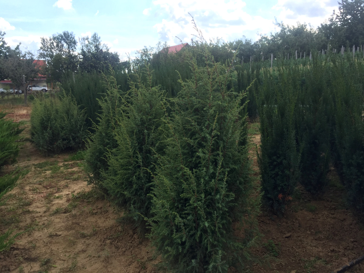 Hibernica, ír boróka