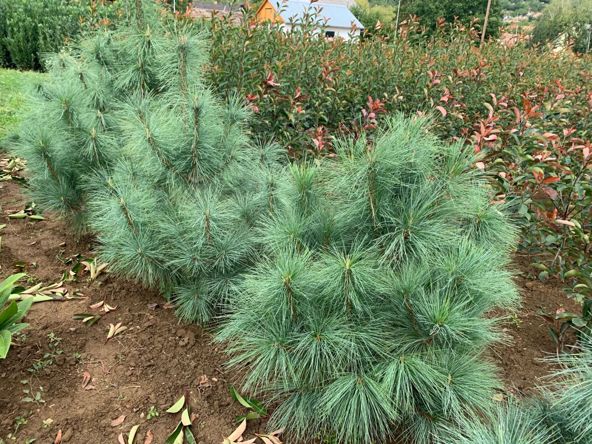 Himalájai Selyemfenyő