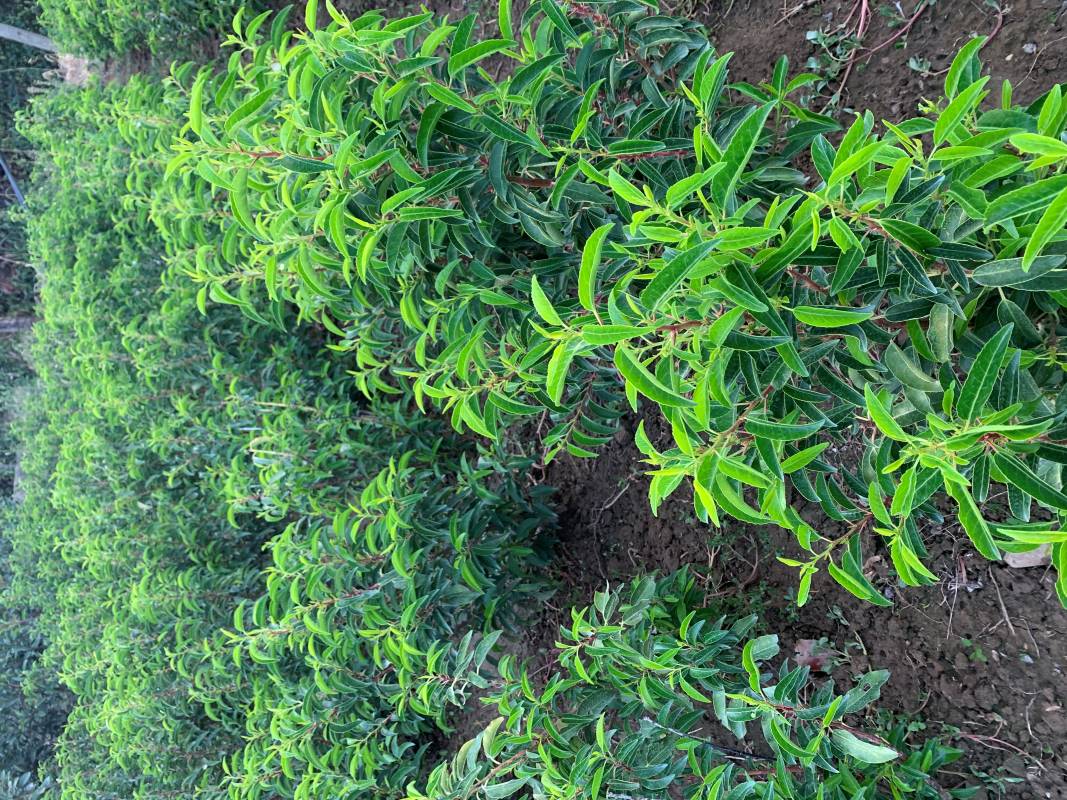 Lusitanica babérmeggy (Ibériai babér)