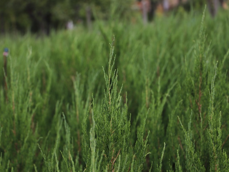 Spartan sövény, Mediterrán boróka