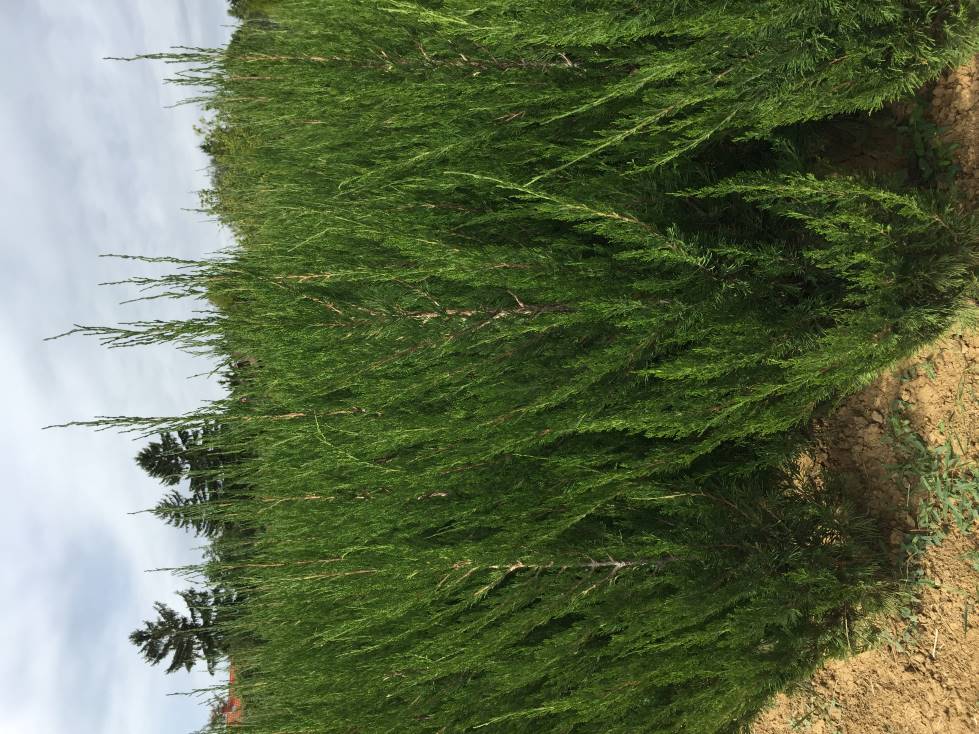 Spartan sövény, Mediterrán boróka