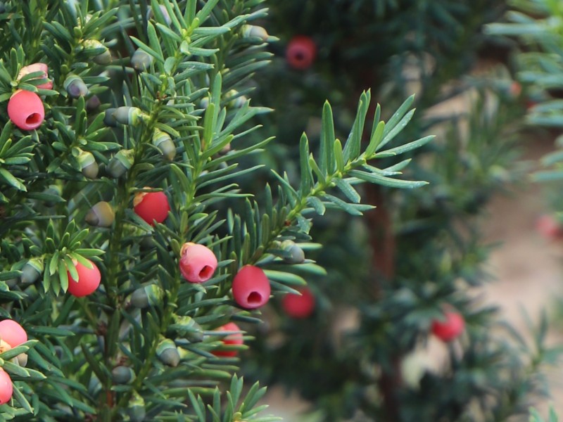 Osztopos sövénytiszafa, bogyós